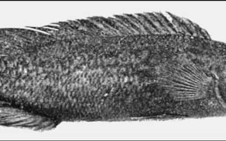 Ringtail Pike Cichlid