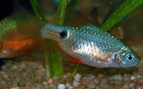 Rosy Barb