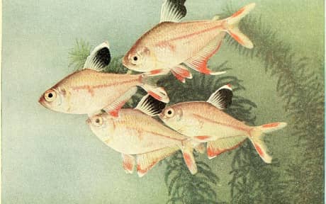 Rosy Tetra