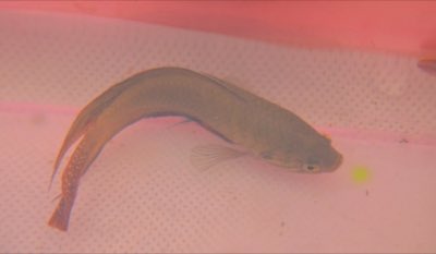 Roundtail Paradise Fish