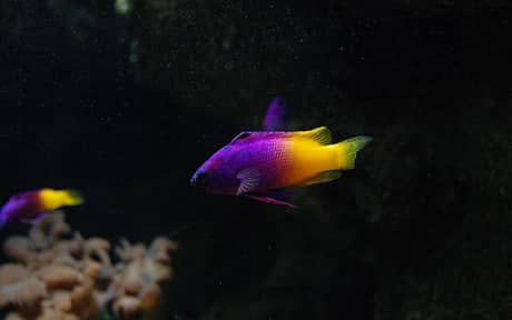Royal Gramma