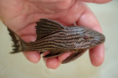 Royal Pleco