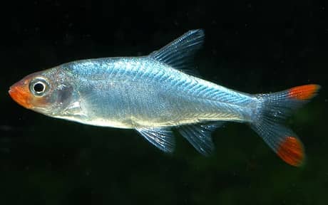 Rummy Nose Rasbora