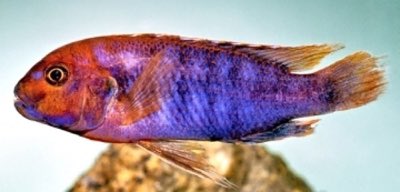 Rusty Cichlid