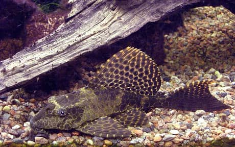 Sailfin Pleco