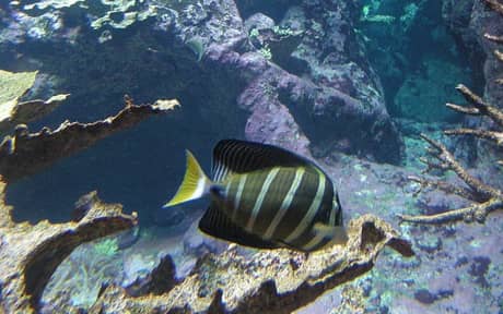 Sailfin Tang