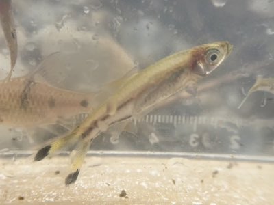 Scissortail Rasbora