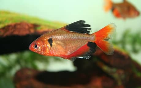 Serpae Tetra
