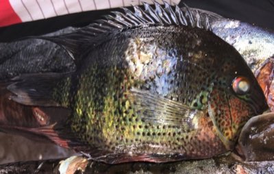 Severum