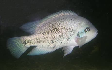 Silver Cichlid