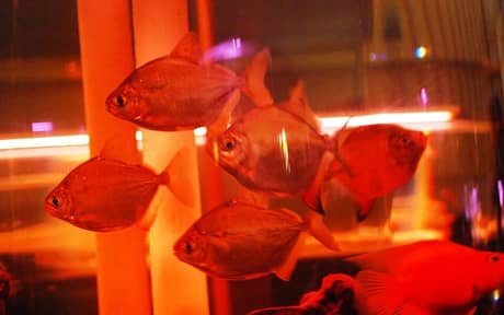 Silver Tetra