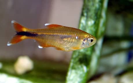 Silvertip Tetra