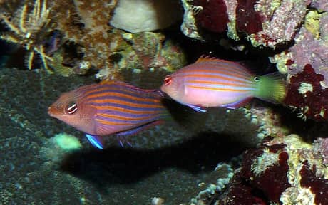 Six Line Wrasse