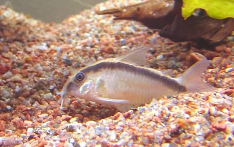 Skunk Corydoras