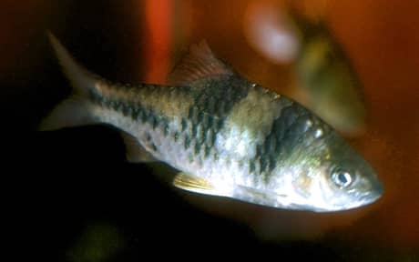 Spanner Barb