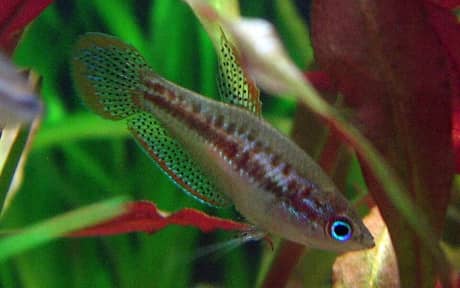 Sparkling Gourami