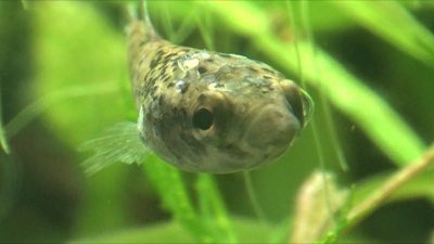 Spotfin Betta