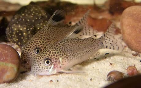 Spotfin Corydoras