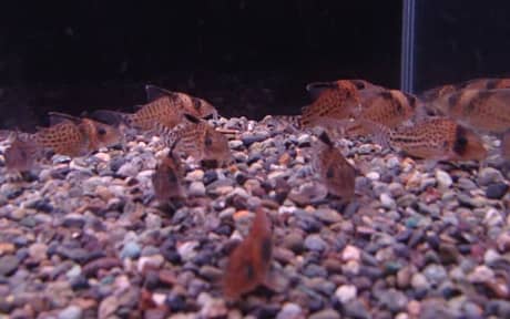 Spotted Corydoras