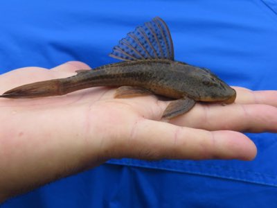 Spotted Pleco