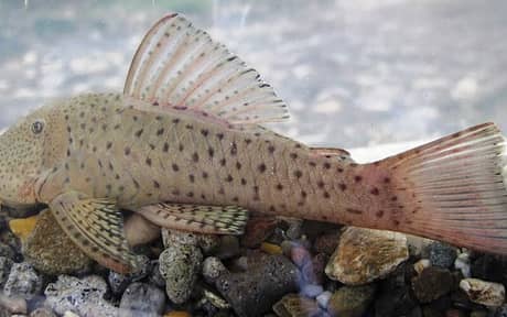 Spotted Rubbernose Pleco