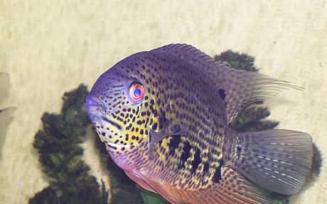 Spotted Severum
