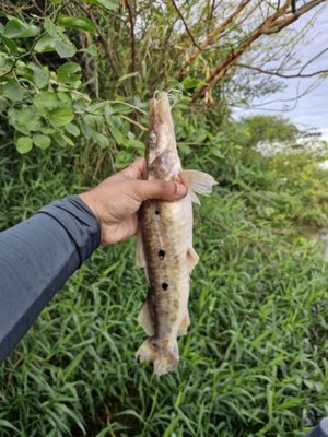 Spotted Shovelnose Catfish