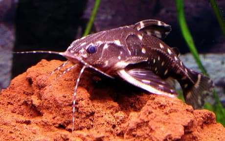 Spotted Talking Catfish