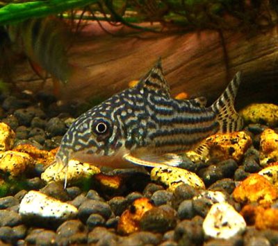 Sterbai Corydoras