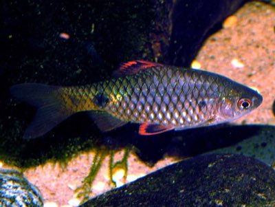 Stoliczka's Barb