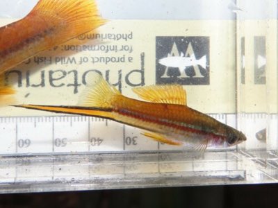 Swordtail