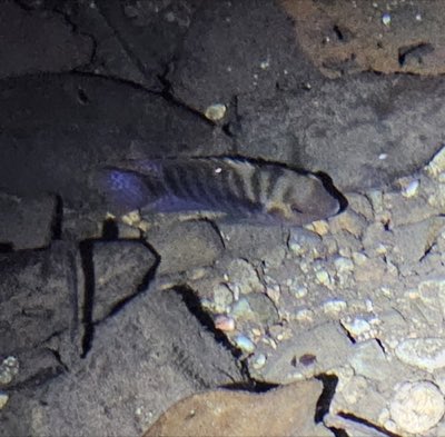 T-bar Cichlid