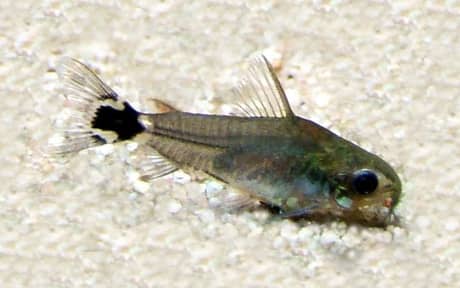 Tail-spot Corydoras