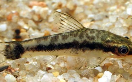 Tailspotted Oto