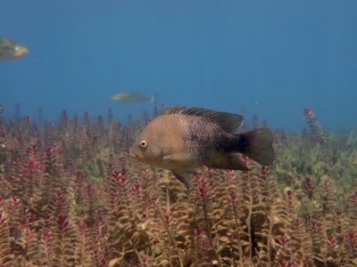 Texas Cichlid