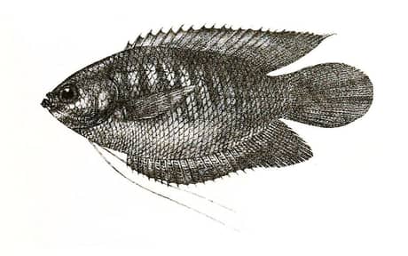Thick-lipped Gourami