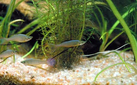 Threadfin Rainbowfish