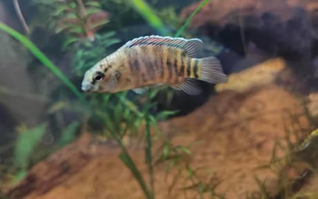Tiger Badis