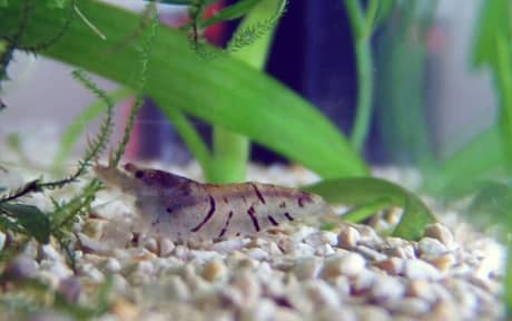 Tiger Shrimp