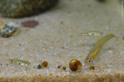 Trinidad Guppy