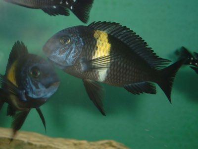 White Spotted Cichlid