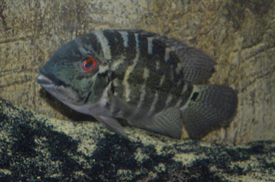 True Parrot Cichlid