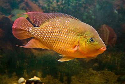 True Red Terror Cichlid