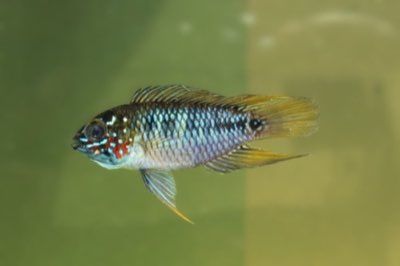 Umbrella Dwarf Cichlid