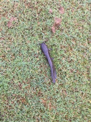 Walking Catfish