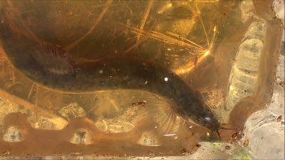 Weather Loach