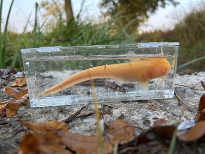 Wels Catfish