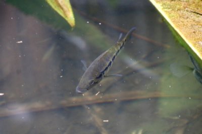 Wolf Cichlid