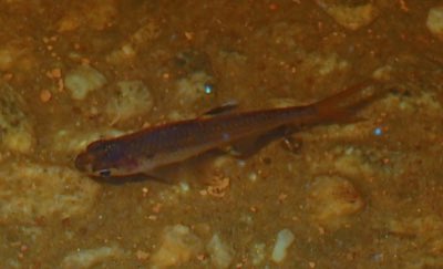 X-ray Tetra