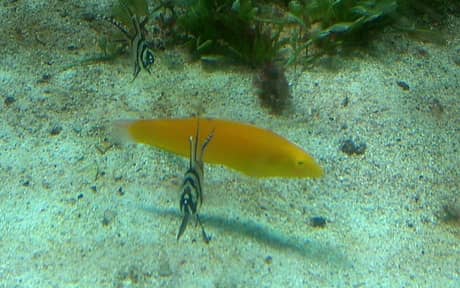 Yellow Coris Wrasse